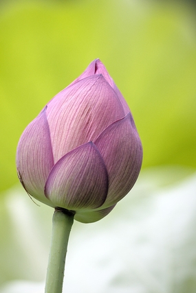 粉色荷花花苞含苞待放微距摄影图片